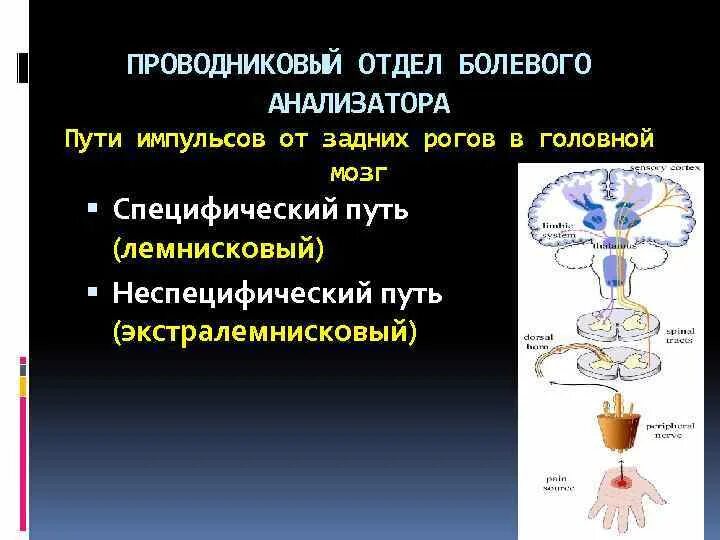 Проводниковый структура анализатора. Рецепторный отдел болевого анализатора. проводниковый отдел болевого анализатора. корковый отдел болевого анализатора. проводниковый отдел болевой сенсорной системы.