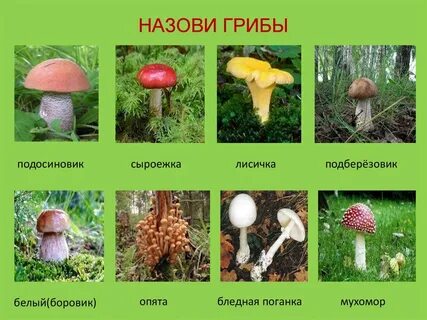 Подберезовик подосиновик гриб сыроежка