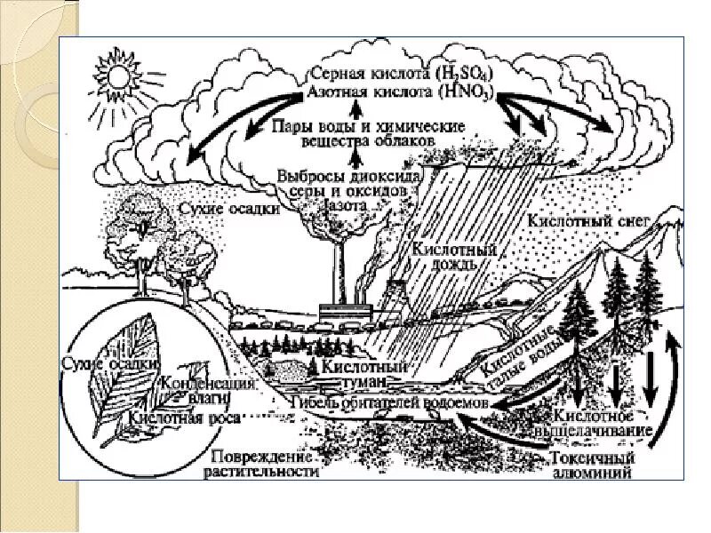 Воздействия на экологию кислотных дождей. Схема механизм образования кислотных осадков. Экологические проблемы серной кислоты. Влияние сернистой кислоты на окружающую среду. Влияние серы на окружающую среду