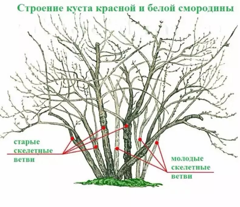 Как правильно делать обрезку смородины. Обрезка смородины осенью схема. схема обрезки смородины осенью. схема обрезки смородины весной. схема обрезки черной смородины осенью.