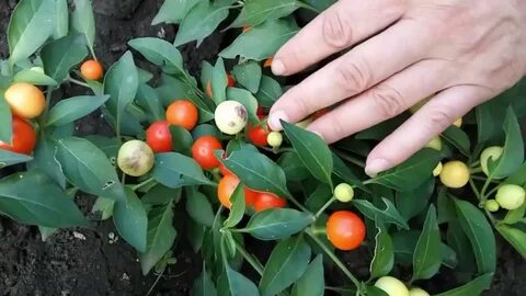 Pepper видео