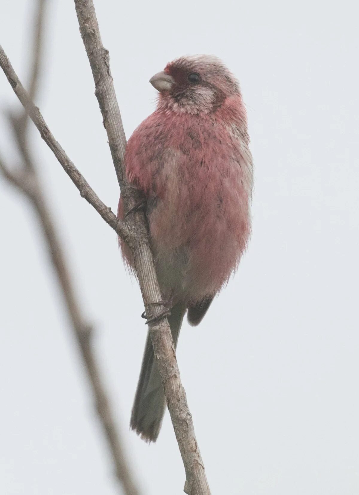Маленькая розовая птица. Птичка розовый. Птица с розовой грудкой. Серая птица с розовой грудкой.
