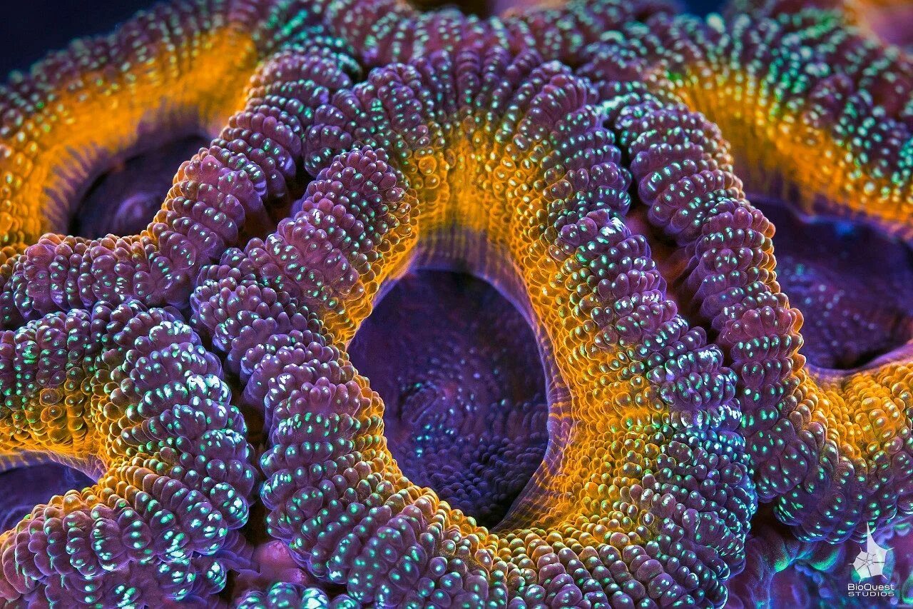 Coral life. Коралловые полипы под микроскопом. Большой Барьерный риф коралловые полипы. Коралловые полипы рифы. Коралловые полипы Макросъемка.