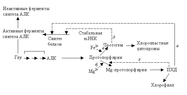 Неактивный фермент. Синтез хлорофилла схема. Этапы биосинтеза хлорофилла. Биосинтез хлорофилла. Основные этапы биосинтеза молекулы хлорофилла.