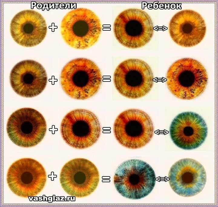 Цвет глаза зависит от пигмента. Цвет глаз. Цвета Радужки глаз человека. Оттенки глаз. Оттенки цвета глаз.