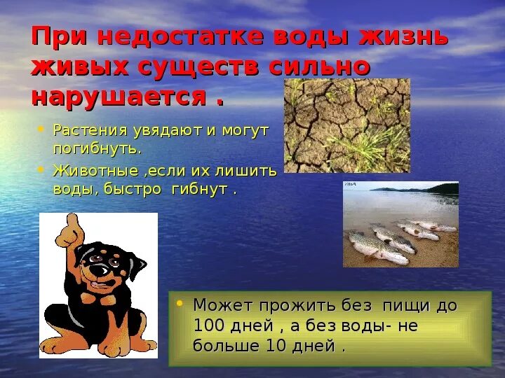 Сколько можно без воды и еды. Жизнь без воды. При недостатке воды. Растения живущие без воды. Животные которые могут прожить без воды.