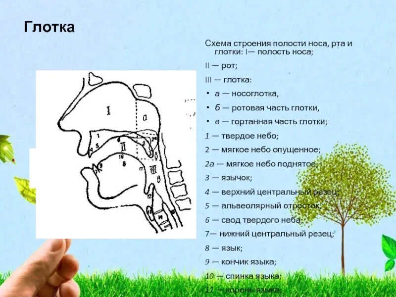 Схема строения полости носа рта и глотки. Схема соединения рта и носа. Схема носовая полость твердое небо глотка. Глотка схема