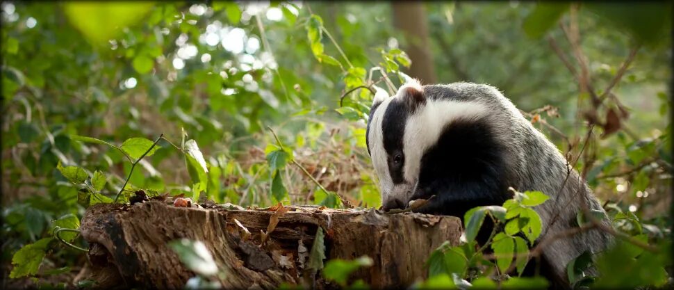 Барсук meles meles. Барсук любит. Барсук моется. Барсук ест. Европейский барсук.