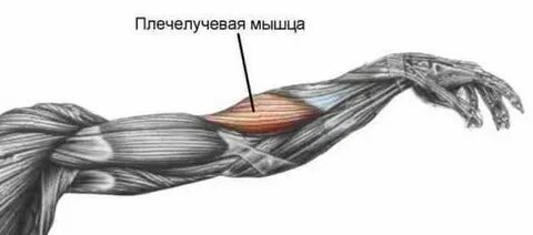 Брахирадиалис