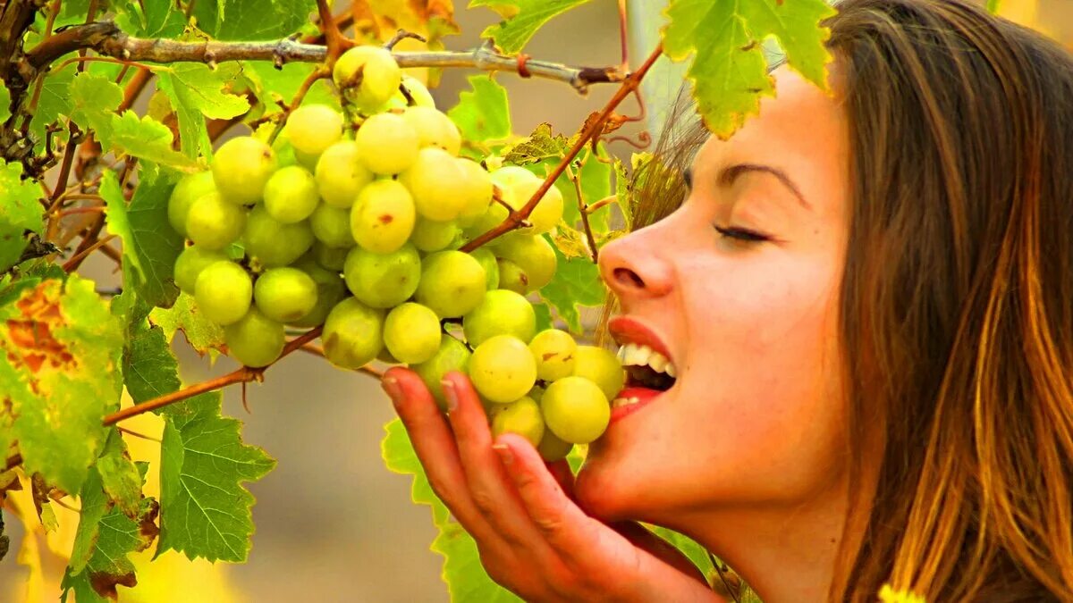 Применения винограда. Девушка с виноградом. Девушка в винограднике. Девушка ест виноград. Девушка собирающая виноград.