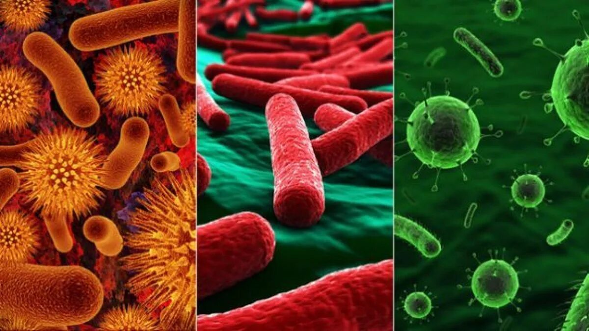 Болезнетворные бактерии болезни. Бактерии вирусы грибы патогены. Патогенные микроорганизмы возбудители инфекционных заболеваний. Болезнетворные (патогенные) микроорганизмы. Патогенные микроорганизмы бактерии.
