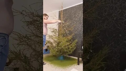 Когда нужно убирать елку по приметам