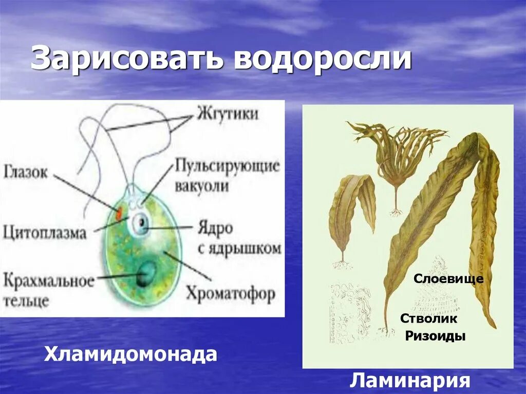 С помощью ризоидов водоросли. Строение водоросли ламинарии. Водоросли биология строение. Ламинария строение. Ризоиды у водорослей.