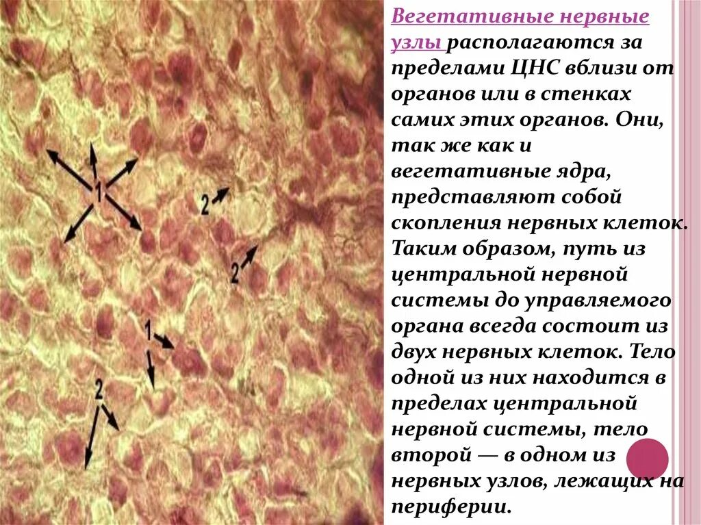 Нервные узлы это скопление. Вегетативные нервные узлы. Вегетативный ганглий располагается. В вегетативных ганглиях находятся. Нервные узлы за пределами центральной нервной системы.