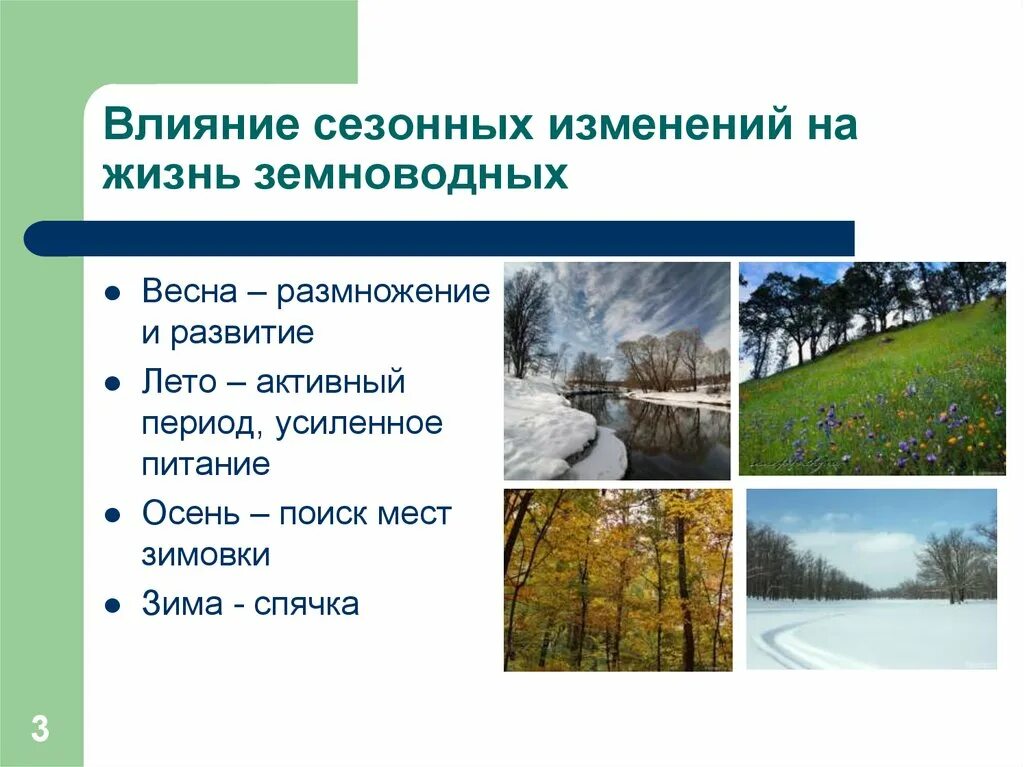 Сезонные изменения в жизни. Сезонные изменения в природе. Сезонные изменения в жизни земноводных. Влияние сезонных изменений на жизнь земноводных. Сезонные изменения примеры 5 класс