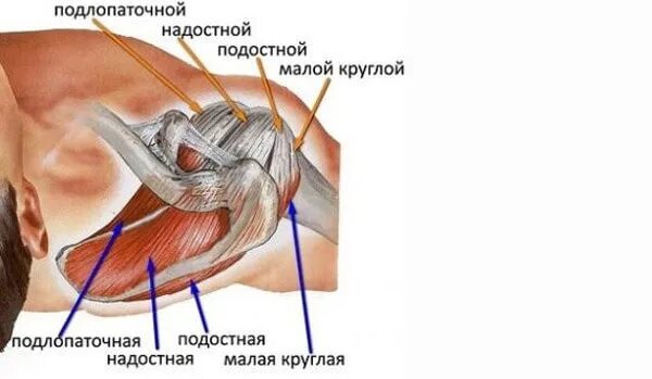 Операция разрыва сухожилия надостной мышцы. Сухожилие надостной мышцы анатомия. Мышцы ротаторной манжеты плечевого сустава. Повреждение сухожилия надостной мышцы. Анатомия ротаторной манжеты плеча.