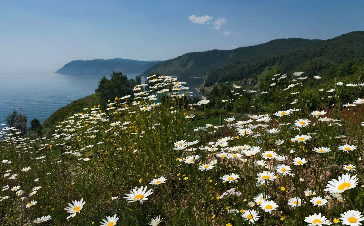 природа ромашки. луговые цветы. ромашка отдых. ромашка мелкоцветная. ромашки.