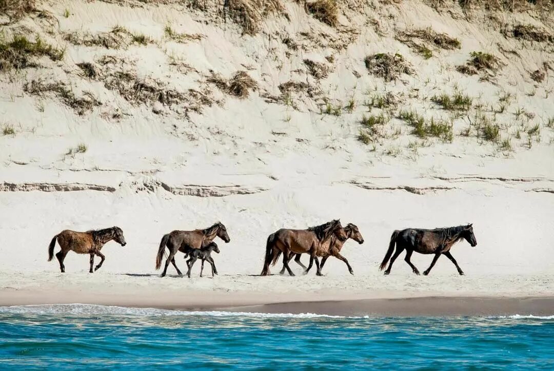 Wild horse islands the hunt. Остров Сейбл лошади. Остров Сейбл Канада лошади. Вилд хорсе Исланд. Табун с острова Сейбл.