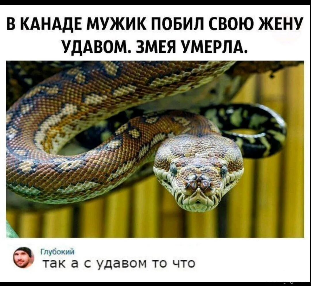 Приколы про змей. Змеи приколы. Шутки про змей. Змеи с прикольными надписями. Муж змея жена