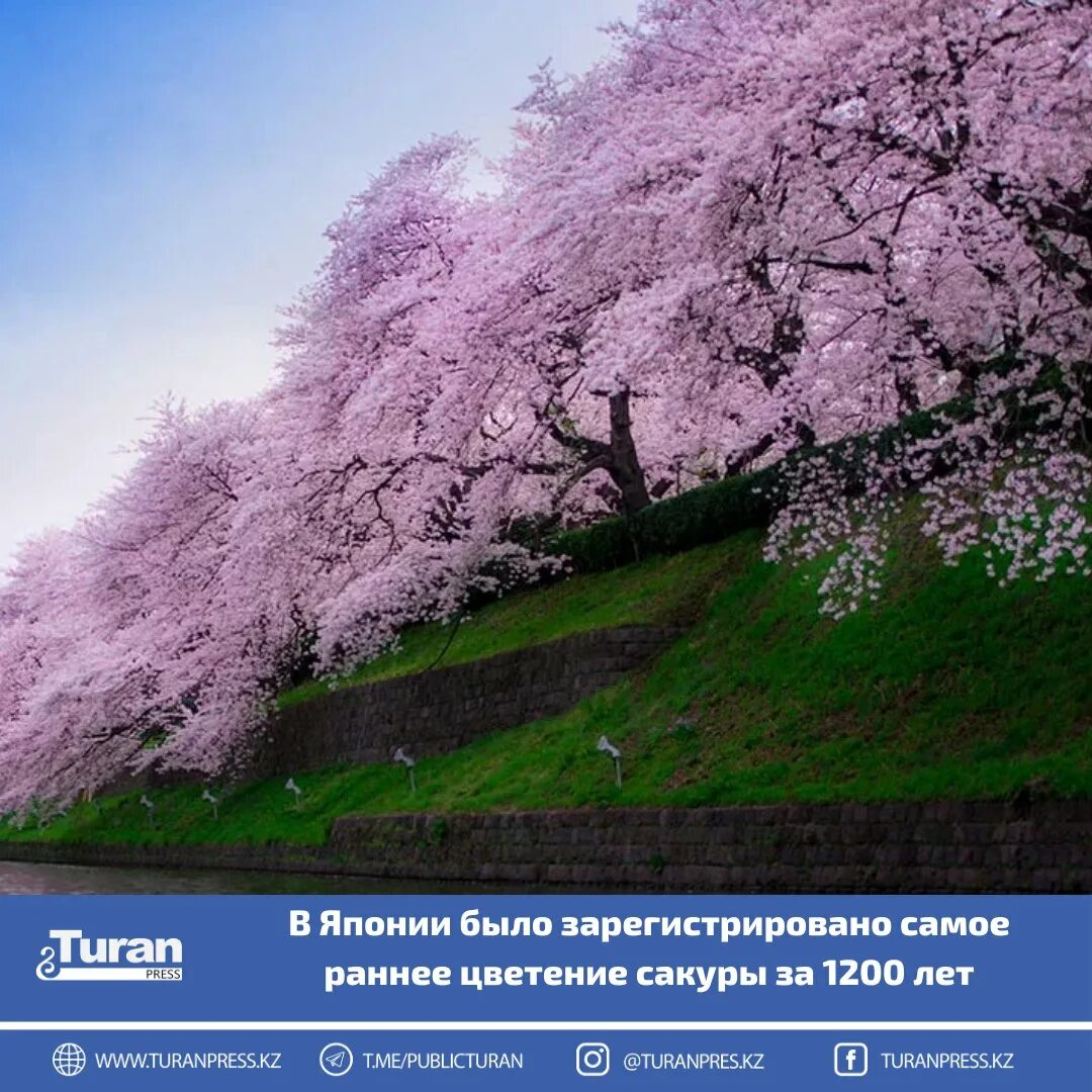 Цветение 2019 2025. Цветение сакуры. цветущая сакура. япония. цветение сакуры вблизи.