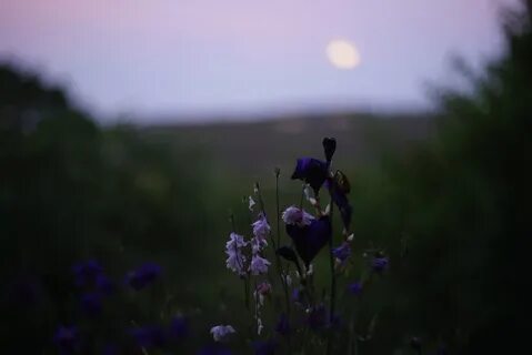 Цветы на заре