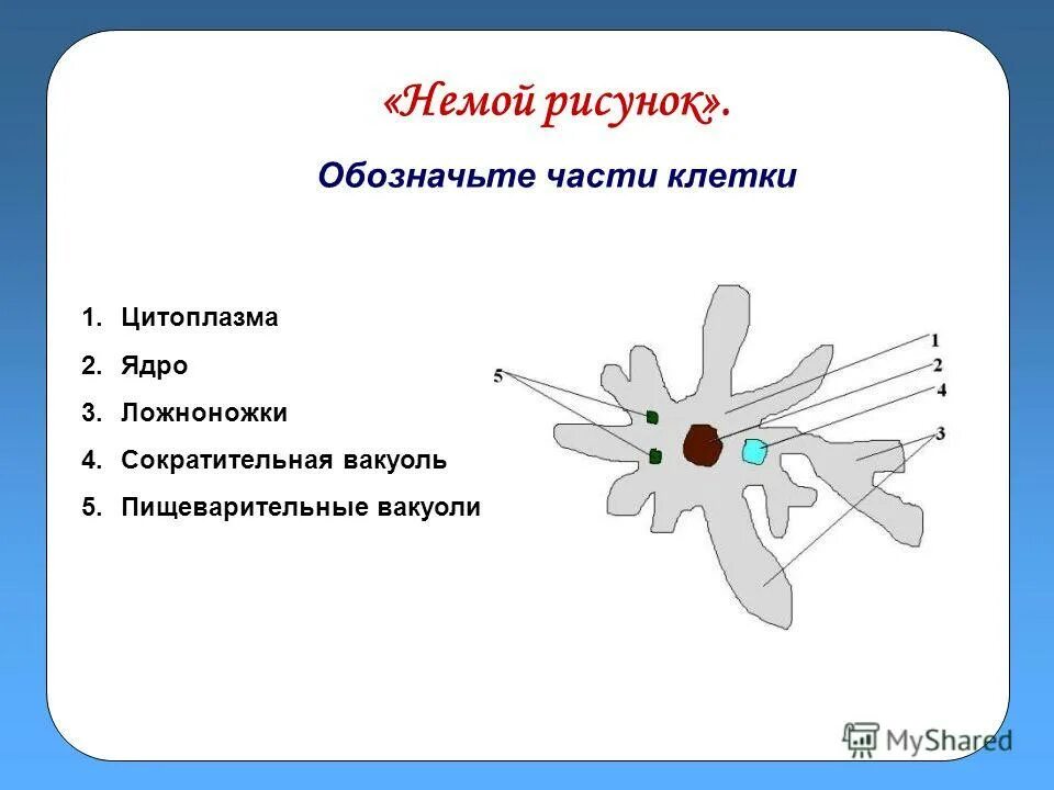 Пищеварительная вакуоль рисунок. Амёба обыкновенная сократительная вакуоль. Функция сократительной вакуоли у амебы обыкновенной. Пищеварительная вакуоль функции.