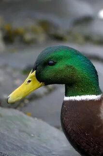 Duck 1