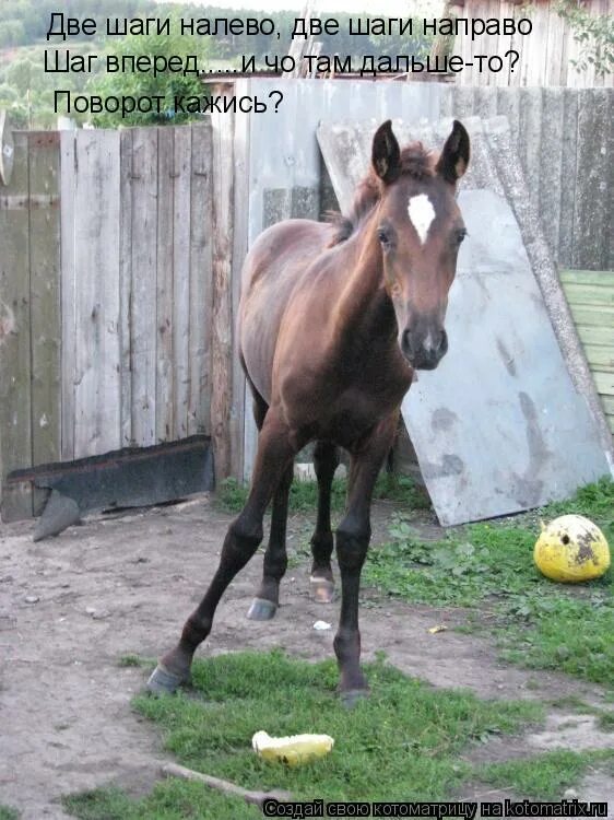 шаг влево шаг вправо расстрел юмор. два шага налево два шага направо шаг вперед. непонятные слова из гулливера. песня два шага налево два шага направо. динамическая пауза для детей 3-4 лет.