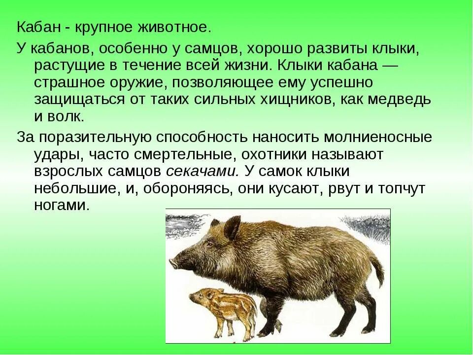 тест кабан чарушин 4. тест кабан чарушин 4. план по рассказу кабан 4 класс. вопросы к произведению кабаны чарушина. рассказ о медведе.