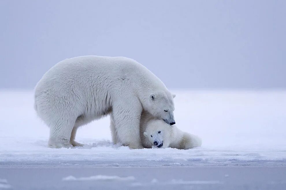 Национальный Арктический заповедник Аляска. Белые медведи на Аляске. Остров Врангеля белые медведи. Большой Арктический заповедник белый медведь.