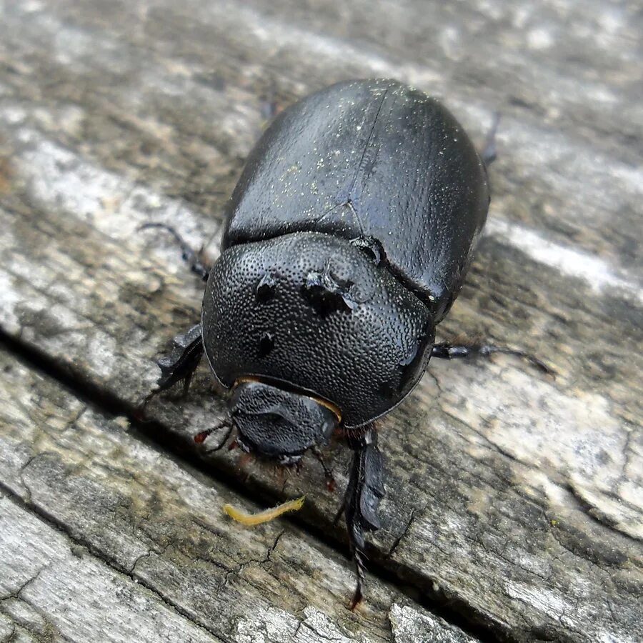 Жук навозник. Жук навозник. К какому отряду относится жук навозник. Жук навозник. К какому отряду относится жук навозник.