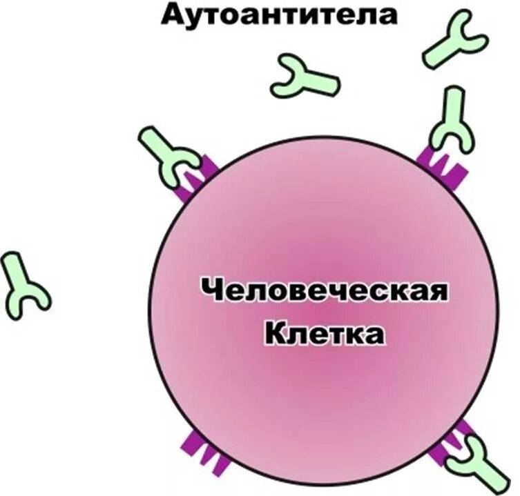 Перекрестно реагирующие антигены. Аутоантитела иммунология. аутоантигены и аутоантитела. аутоантитела картинка. аутоиммунные заболевания.
