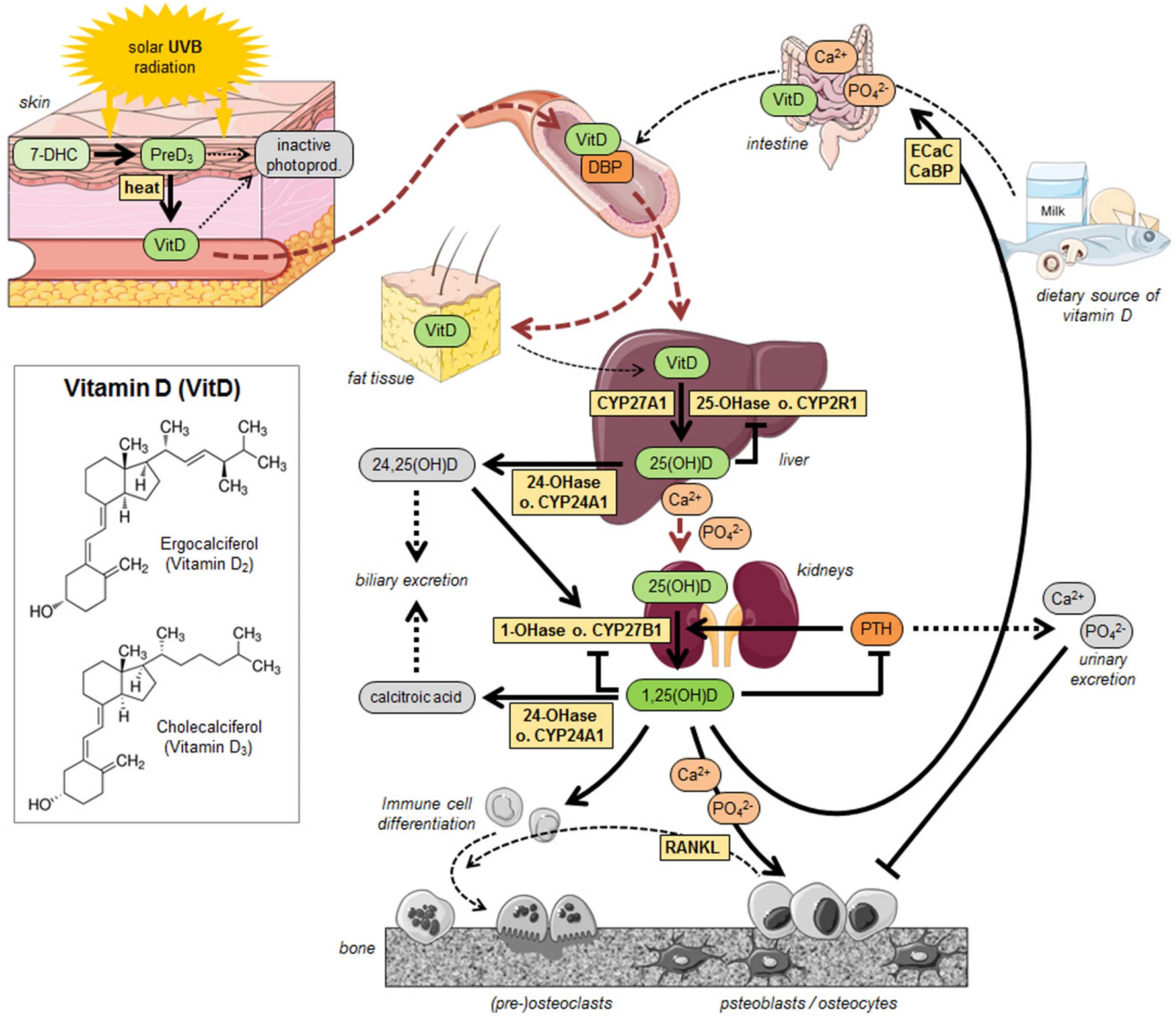 Схема метаболизма витамина д. Метаболизм витамина д в организме ребенка. Метаболизм витамина д схема физиология. Схема метаболизма витамина d. Синтез витаминов в коже
