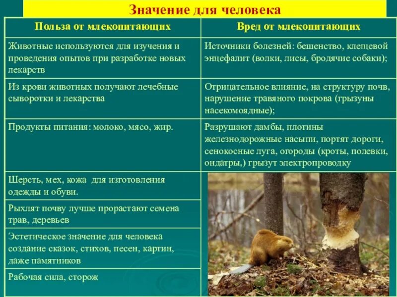 8 значений животных. Значение млекопитающих в природе. значение животных для человека. польза и вред животных для человека.