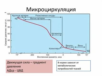 Микроциркуляция это