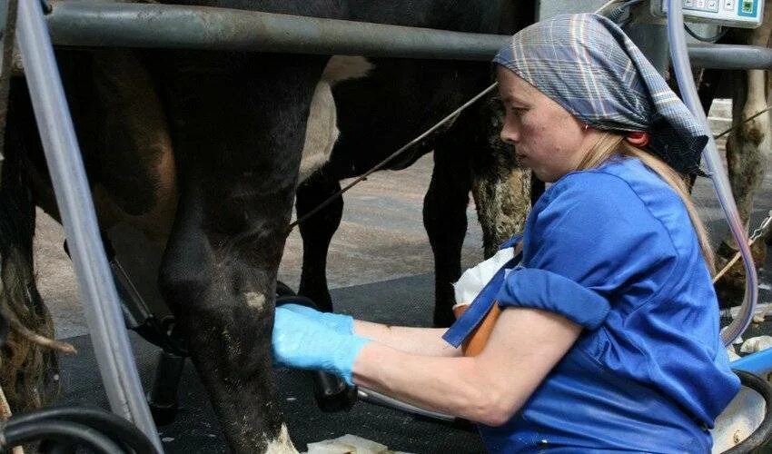 Через сколько часов доить корову после отела