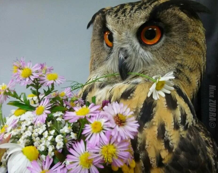 календарь деревянный сова. сова выглядывает. филин бубо-бубо. филина 8. сувениры на шри ланка сова.