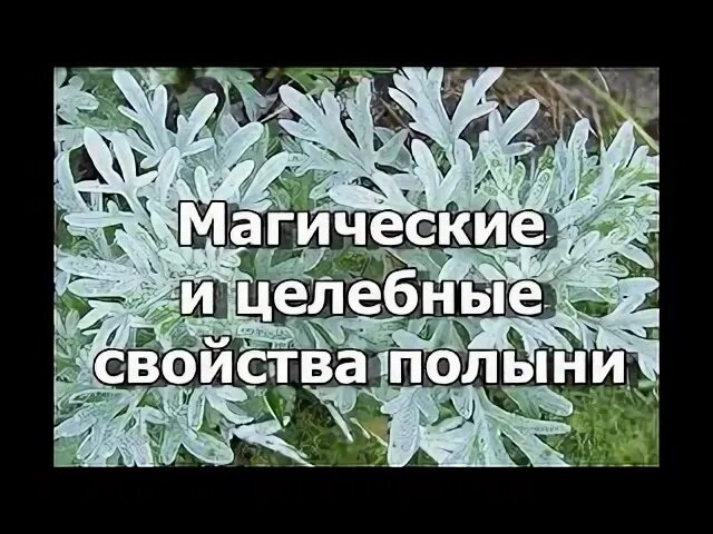 Магические свойства полыни