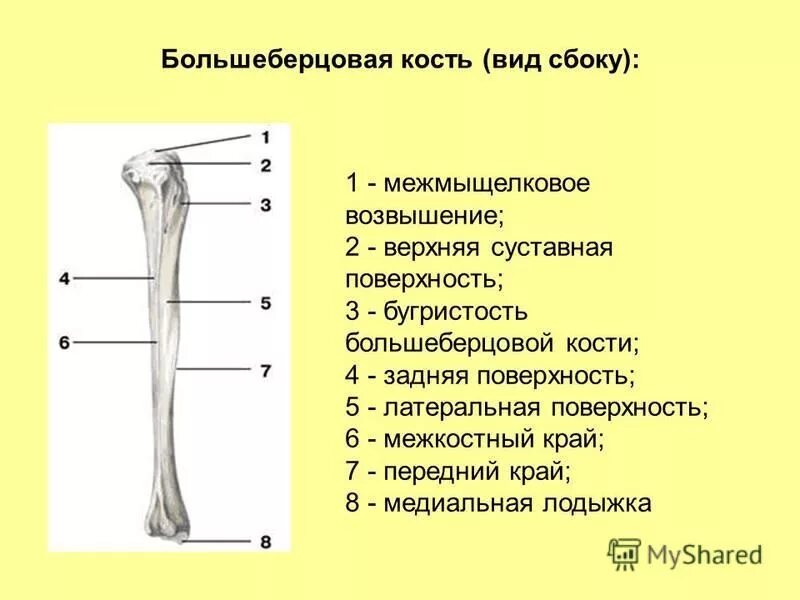 Находится берцовая кость. Большаберцоваякость анатомия. Больше берцовый кость анатомия. Строение большеберцовой кости анатомия. Большая берцовая кость анатомия человека.