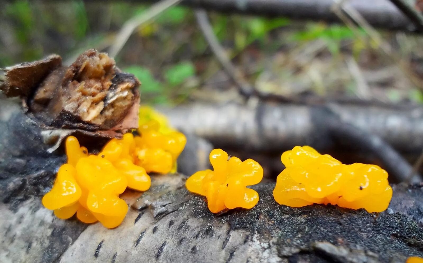 Дрожалка оранжевая (Tremella mesenterica). Дрожалка оранжевая съедобный гриб. Дрожалка сморчковая. Дрожалка листоватая.