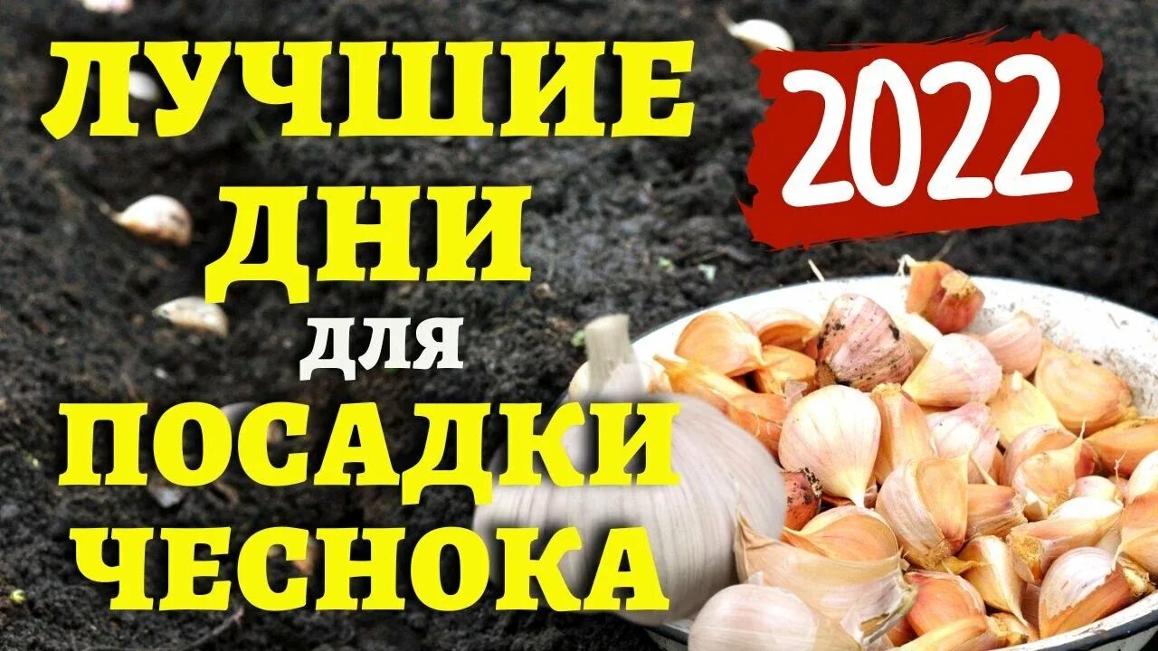 Лунный календарь посадки чеснока весной: найдено 81 картинок