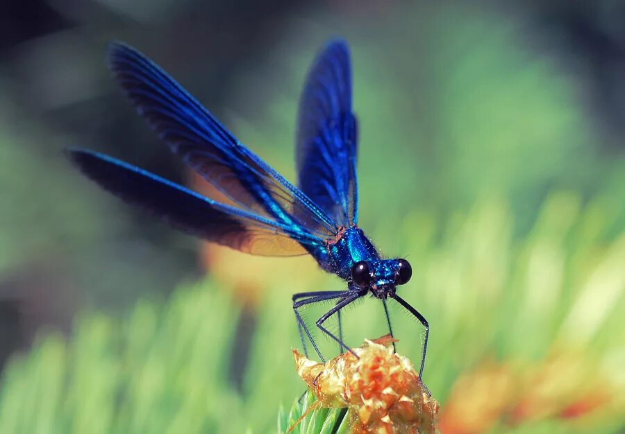 Стрекоза Calopteryx Virgo. Красотка блестящая (Calopteryx splendens). Calopteryx splendens (самец). Стрекоза Calopteryx splendens.