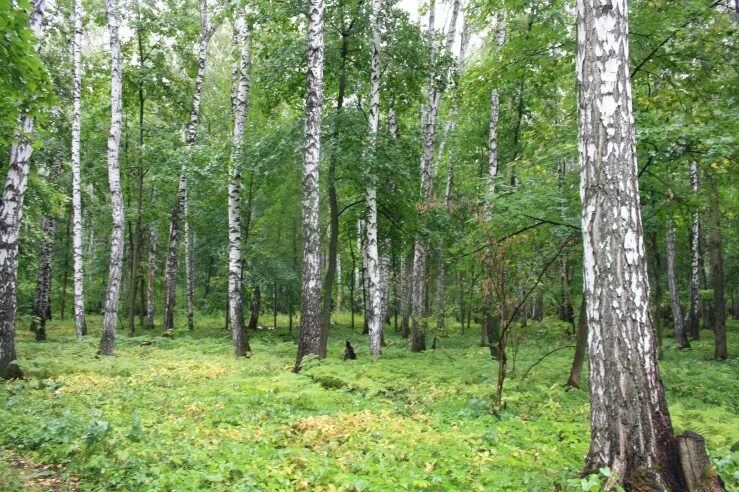 погода березовая роща пензенская. берёзовая роща пенза пензенская область. березовая роща иваново санаторий. березовая роща пенза. санаторий березовая роща пенза.