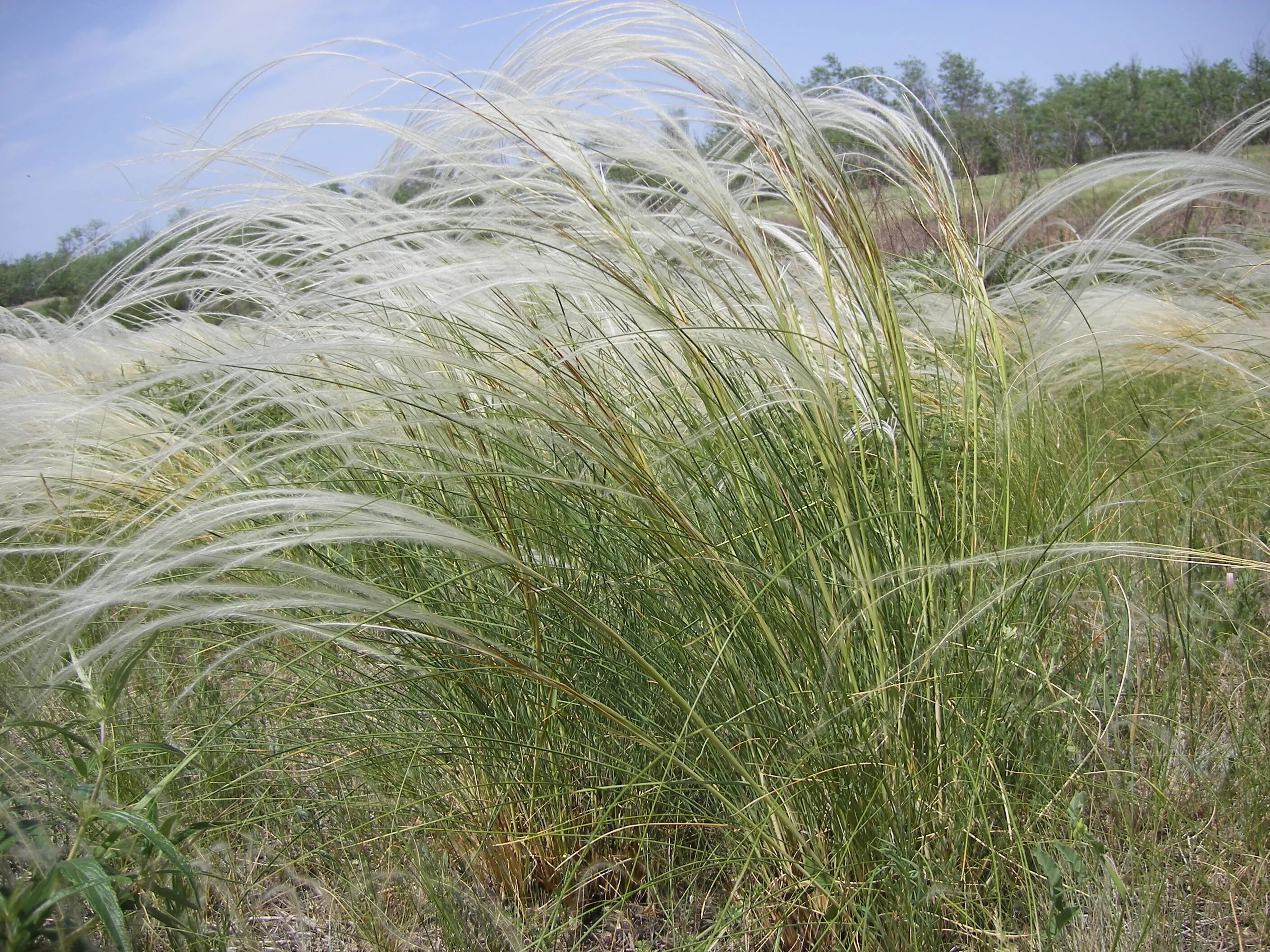 Соответствующее название ковыля. Ковыль красивейший (Stipa pulcherrima). Ковыль золотистолистный. Ковыль (Stipa). Ковыль перистый (Stipa pennata).