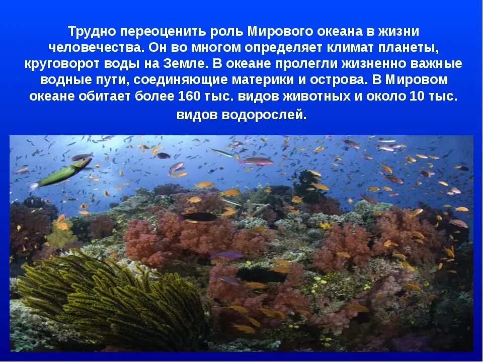 Особенности толще воды. Обитатели мирового океана. Разнообразие жизни в океане. Животные и растения моря. Растения мирового океана.