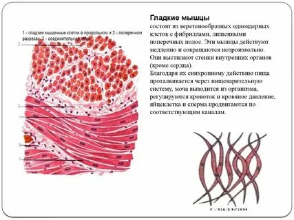 Мышечная ткань состоит из веретеновидных клеток