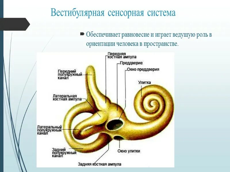 Слуховой и вестибулярный аппарат. Слуховая и вестибулярная сенсорная система. Периферический отдел слухового и вестибулярной сенсорной системы. Слуховая и вестибулярная сенсорная система анатомия. Слуховая и вестибулярная сенсорные системы физиология.