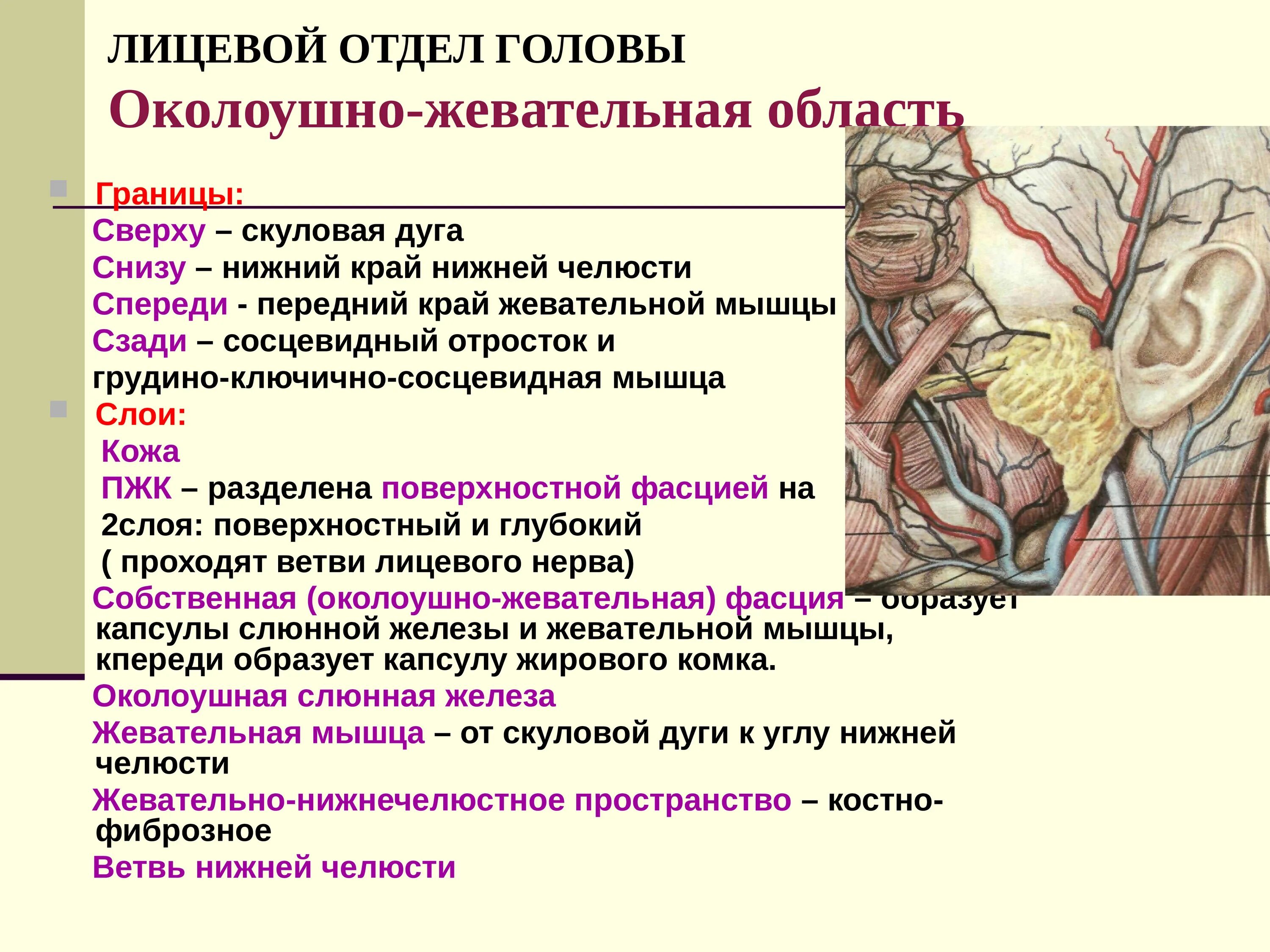 Клетчаточное пространство околоушно жевательной области. Границы внешние ориентиры лицевого отдела головы. Слои околоушно-жевательной области. Послойное строение лица топографическая анатомия.