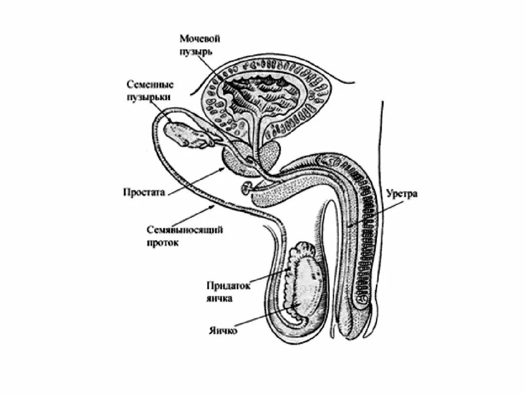 Мужская половая система строение схема. Схема строения мужских внутренних половых органов. Мужская половая система анатомия схема. Мужская половая/система анатомия строение.