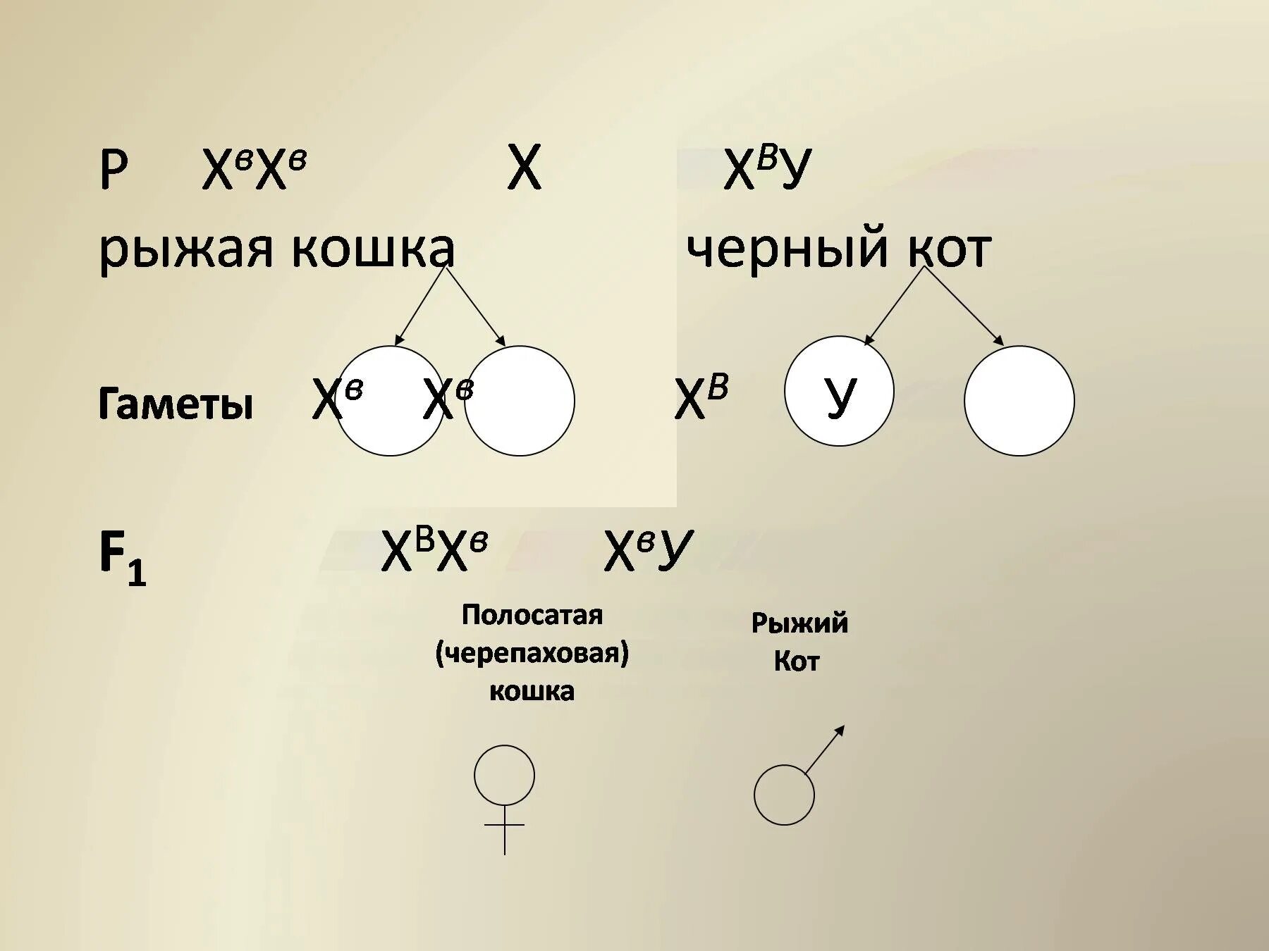 Какие гаметы образуют. Гаметы генетика. как определить типы гамет. формула типов гамет. как определить количество гамет по генотипу.